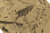 Conifer Needle (Metasequoia) Fossil Plate - McAbee, BC #274179-1